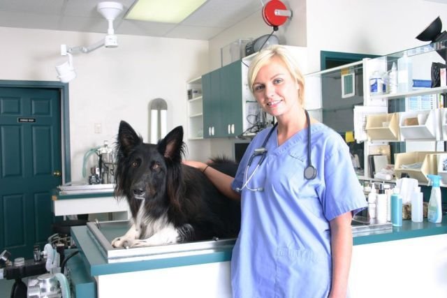 I migliori veterinari a Torino