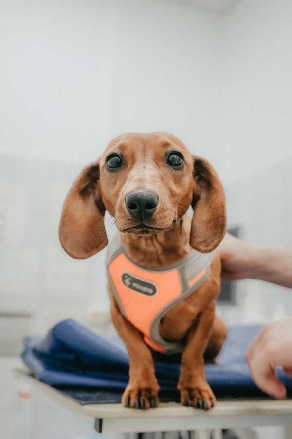 I 10 migliori Veterinari a Padova