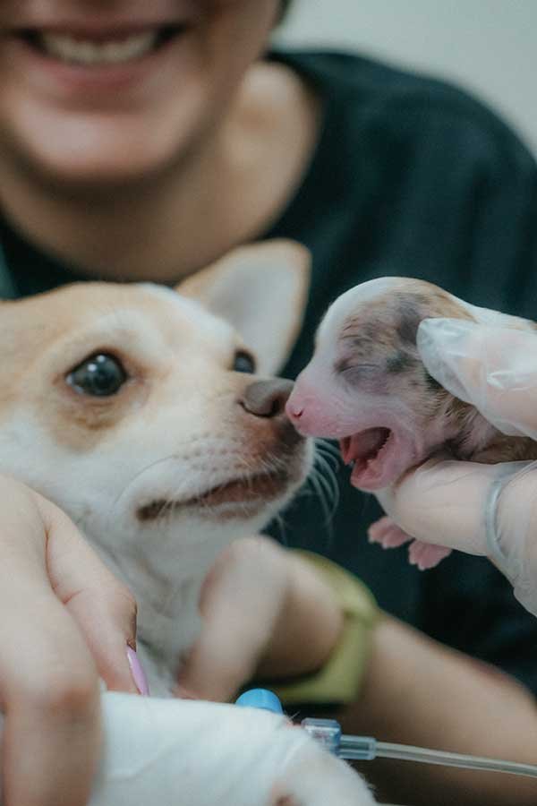 I 10 migliori veterinari a Treviso