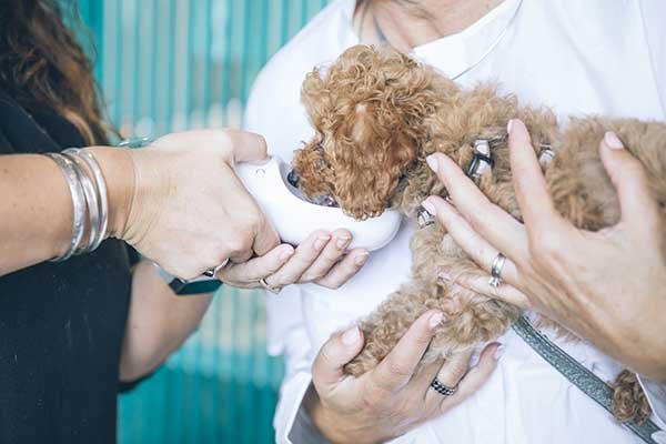 I 10 migliori veterinari a Verona