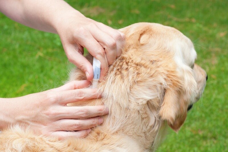 Il problema delle pulci nei cani e l'importanza di sbarazzarsene
